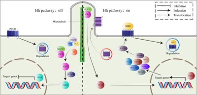 Molecular Mechanisms Involving the Sonic Hedgehog Pathway in Lung Cancer Therapy: Recent Advances
